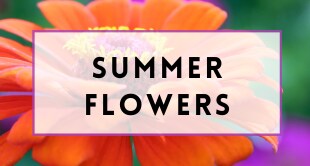 Flower Delivery to Monroe by Monroe Florist
